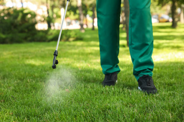 Best Wasp Removal Services  in Blennerhassett, WV