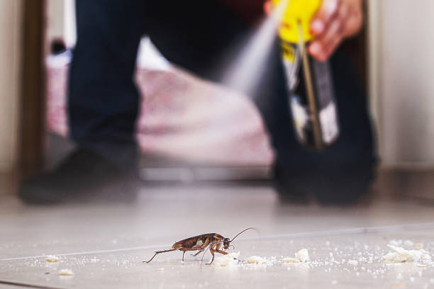 Best Insect Control  in Blennerhassett, WV