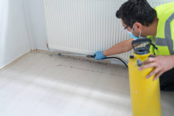 Flea Control Services in Blennerhassett, WV